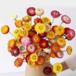 Dried strawflower bouquet (30 stems)