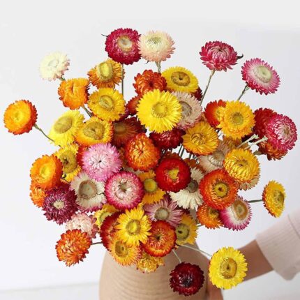 Dried strawflower bouquet (30 stems)